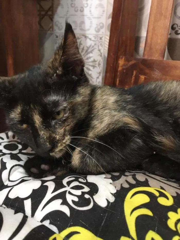 Gato ra a SRD-ViraLata idade 2 a 6 meses nome PÉROLA