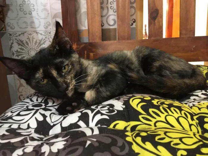Gato ra a SRD-ViraLata idade 2 a 6 meses nome PÉROLA