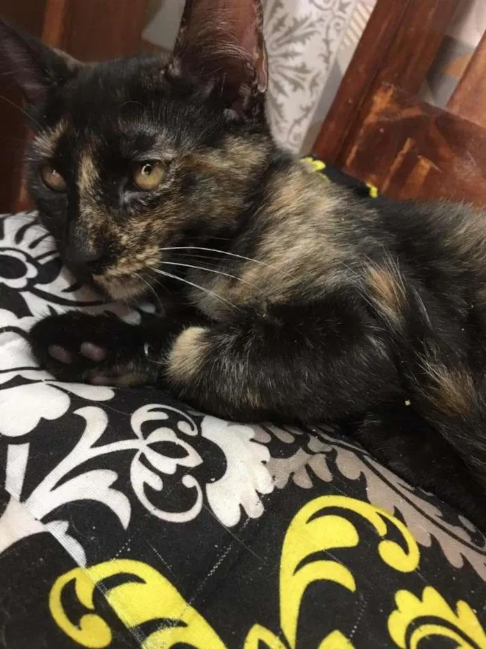 Gato ra a SRD-ViraLata idade 2 a 6 meses nome PÉROLA