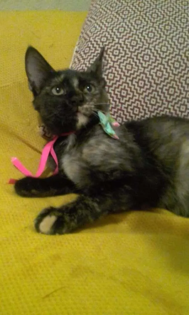Gato ra a SRD-ViraLata idade 2 a 6 meses nome PÉROLA
