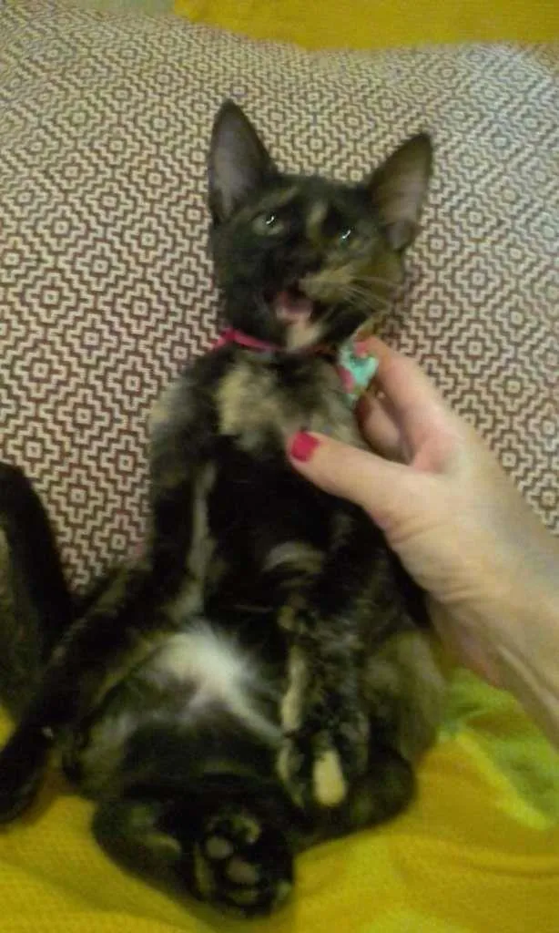 Gato ra a SRD-ViraLata idade 2 a 6 meses nome PÉROLA