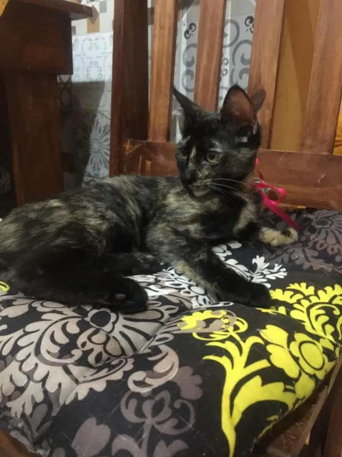Gato ra a SRD-ViraLata idade 2 a 6 meses nome PÉROLA