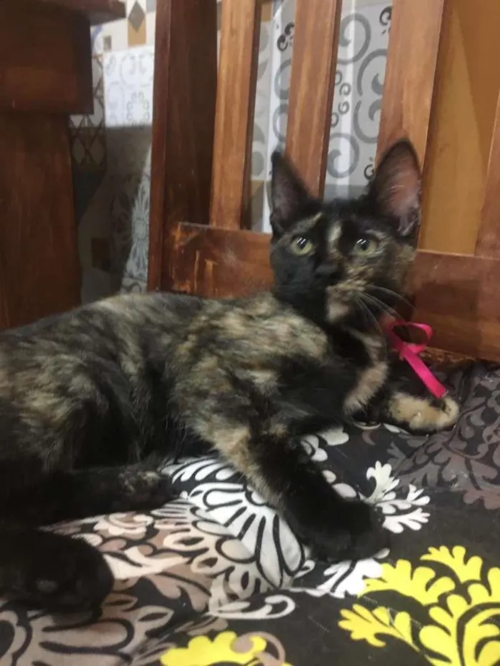 Gato ra a SRD-ViraLata idade 2 a 6 meses nome PÉROLA