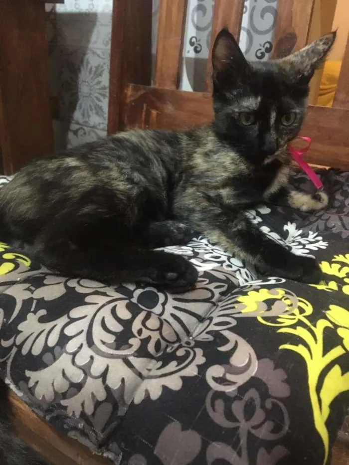 Gato ra a SRD-ViraLata idade 2 a 6 meses nome PÉROLA