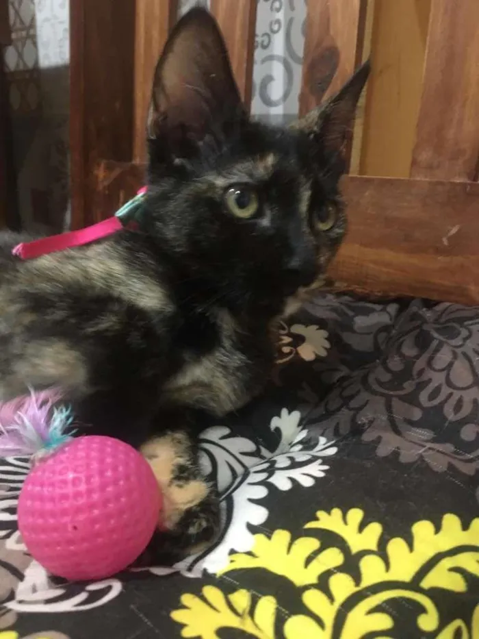 Gato ra a SRD-ViraLata idade 2 a 6 meses nome PÉROLA