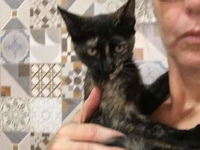 Gato ra a SRD-ViraLata idade 2 a 6 meses nome PÉROLA