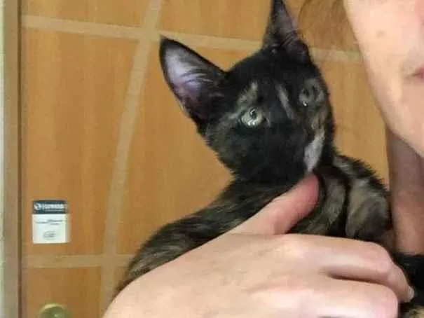 Gato ra a SRD-ViraLata idade 2 a 6 meses nome PÉROLA