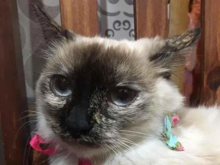 Gato ra a SRD-ViraLata idade 7 a 11 meses nome Malu