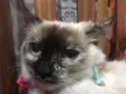 Malu