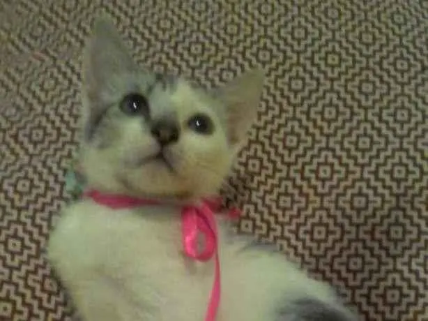Gato ra a SRD-ViraLata idade 2 a 6 meses nome Luna