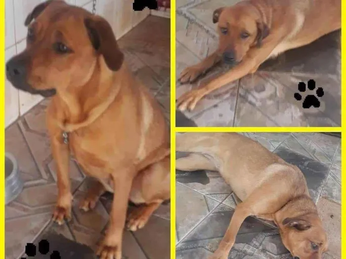 Cachorro ra a Rottweiler c/ leão da Rhodésia idade 1 ano nome Laika