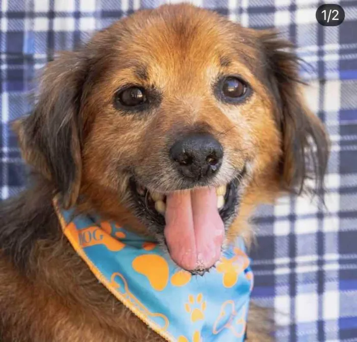 Cachorro ra a SRD idade 6 ou mais anos nome Chico