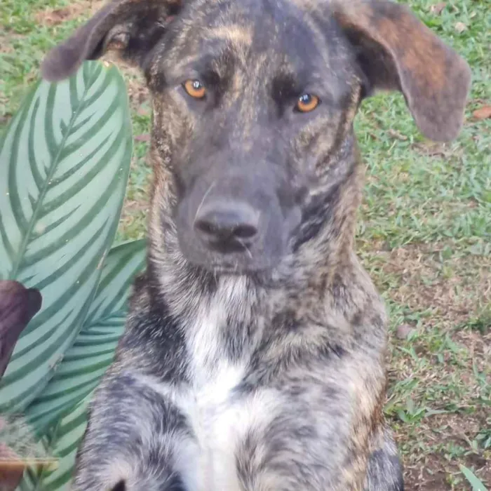 Cachorro ra a srd idade 1 ano nome KEIKO
