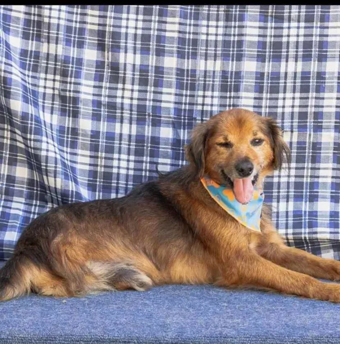 Cachorro ra a SRD idade 6 ou mais anos nome Chico