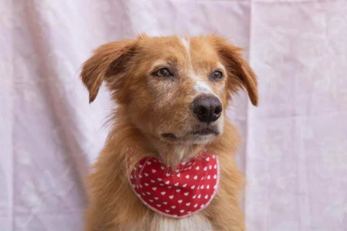 Cachorro ra a SRD idade 2 anos nome Diadorim 