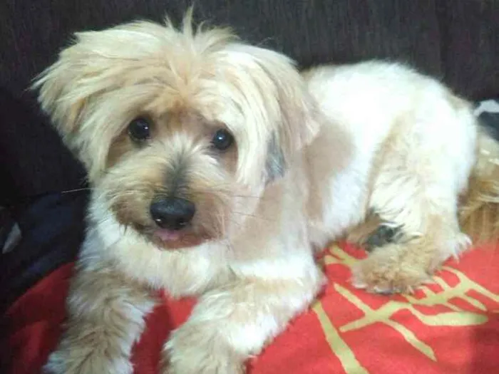 Cachorro raça  idade 4 anos nome Mike 