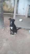 Neguinho