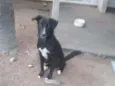 Neguinho