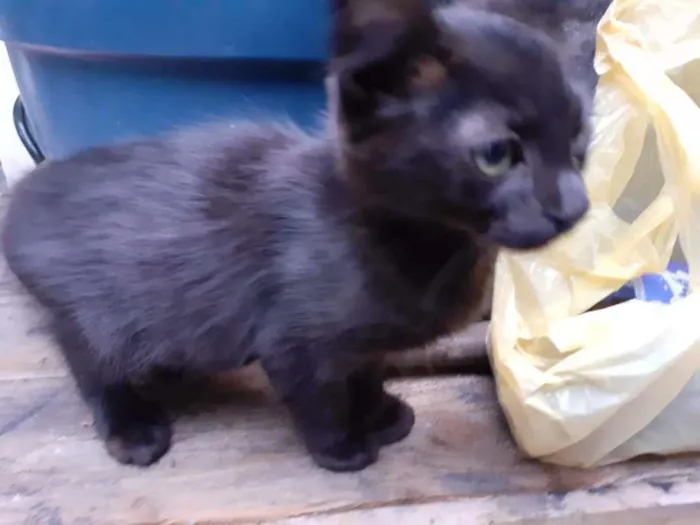 Gato ra a SRD idade 2 a 6 meses nome pretinho