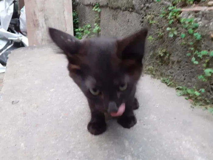 Gato ra a SRD idade 2 a 6 meses nome pretinho