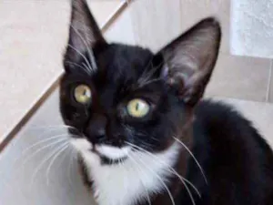 Gato raça Srd idade 2 a 6 meses nome Rafinha bb lindo 