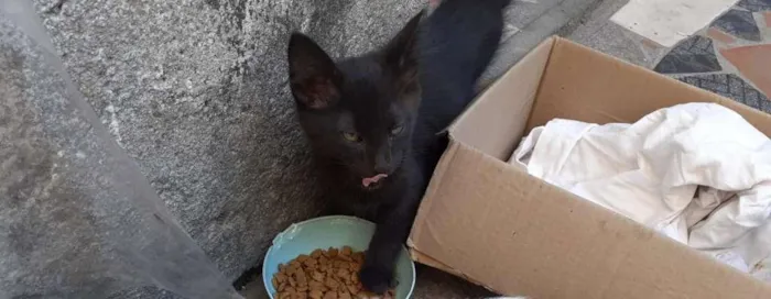 Gato ra a SRD idade 2 a 6 meses nome pretinho