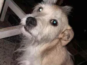 Cachorro raça Srd idade 2 anos nome Princesa urgente 