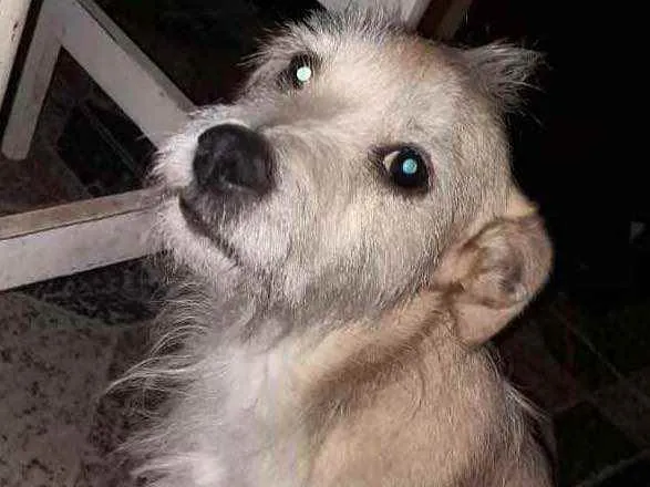 Cachorro raça Srd idade 2 anos nome Princesa urgente 