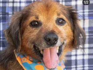 Cachorro raça SRD idade 6 ou mais anos nome Chico
