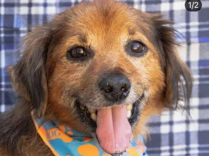 Cachorro ra a SRD idade 6 ou mais anos nome Chico