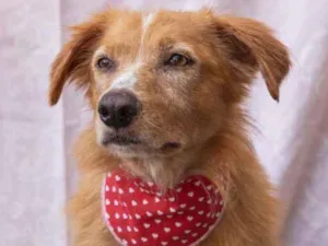 Cachorro raça SRD idade 2 anos nome Diadorim 