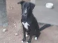 Neguinho