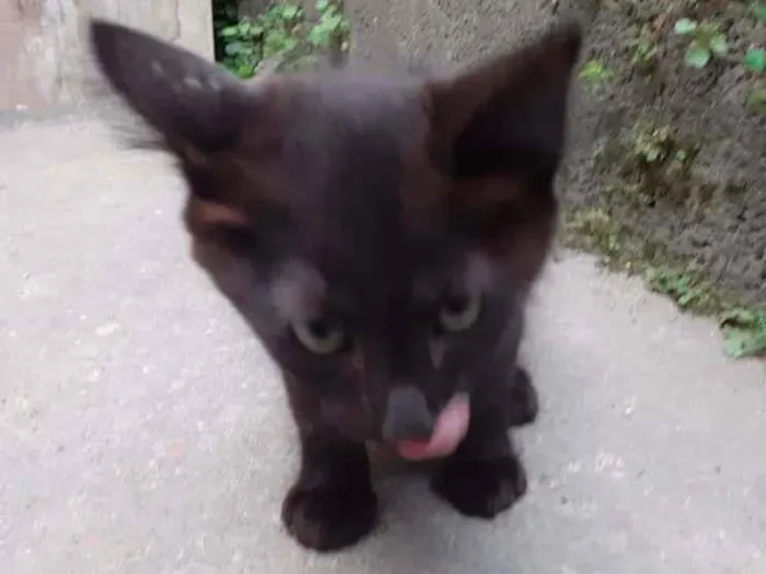 Gato ra a SRD idade 2 a 6 meses nome pretinho