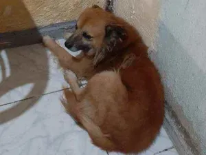 Cachorro raça  idade 5 anos nome Tabajara