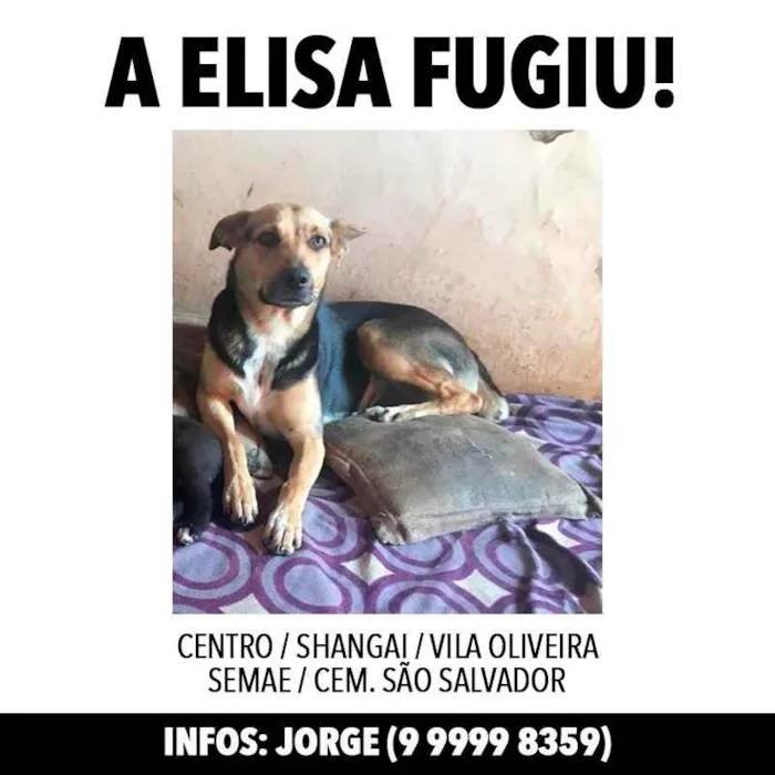 Cachorro ra a SRD idade 2 anos nome Eliza