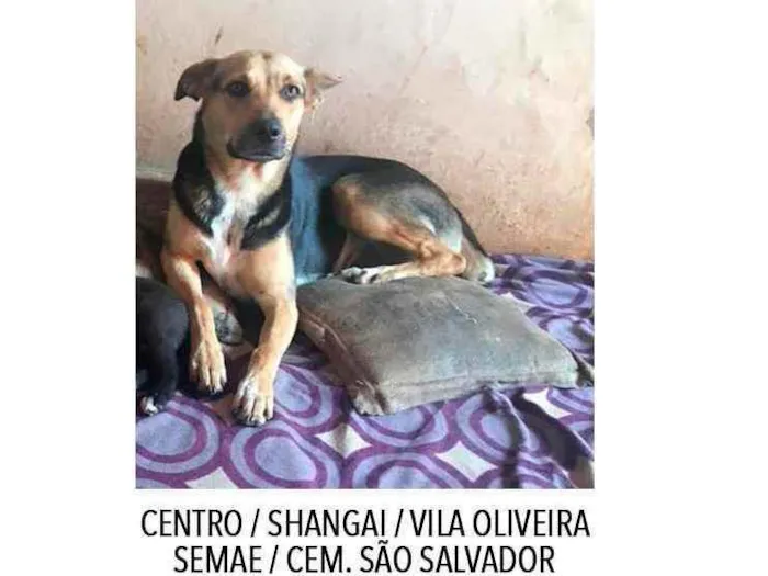 Cachorro ra a SRD idade 2 anos nome Eliza