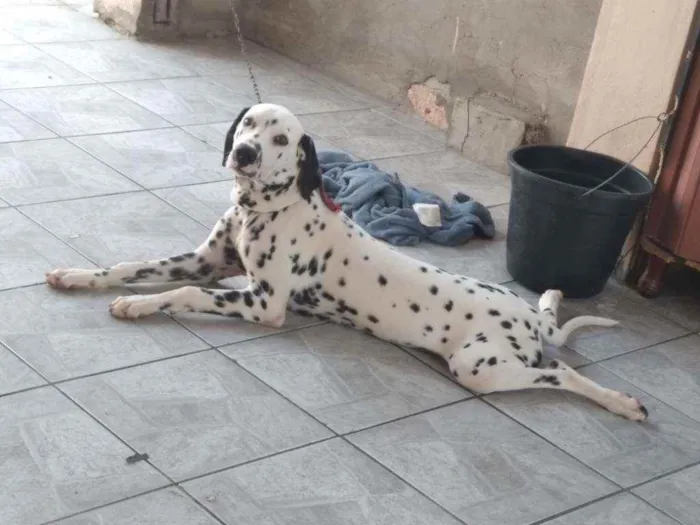 Cachorro raça Dalmata idade 7 a 11 meses nome Shaw