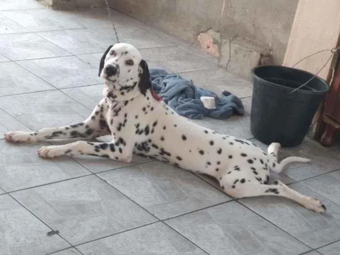 Cachorro raça Dalmata idade 7 a 11 meses nome Shaw