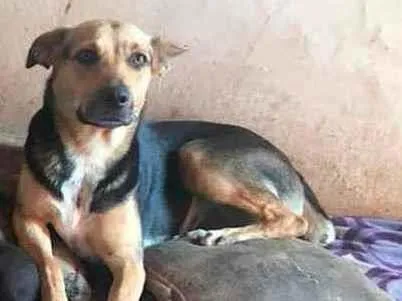Cachorro ra a SRD idade 2 anos nome Eliza