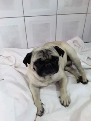 Cachorro raça Pug idade 4 anos nome Alok