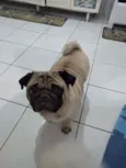 Cachorro raça Pug idade 4 anos nome Alok