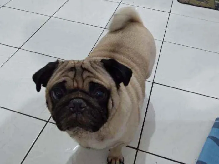 Cachorro raça Pug idade 4 anos nome Alok