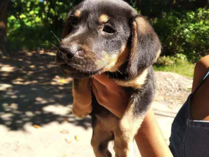 Cachorro ra a Indefinida idade 2 a 6 meses nome Ainda não tem