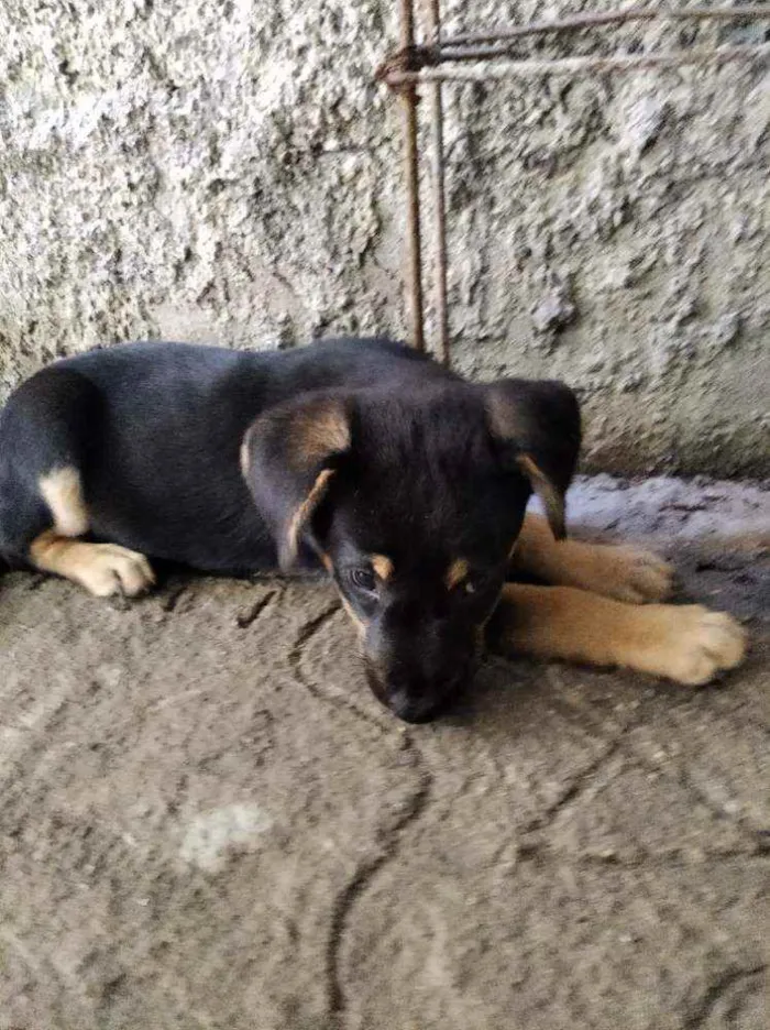 Cachorro ra a Indefinida idade 2 a 6 meses nome Ainda não tem