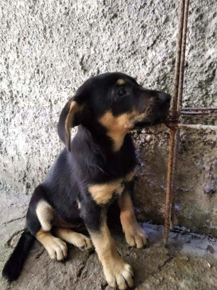 Cachorro ra a Indefinida idade 2 a 6 meses nome Ainda não tem