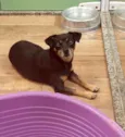 NINA