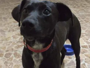 Cachorro raça Sem raça definida idade 7 a 11 meses nome Bash