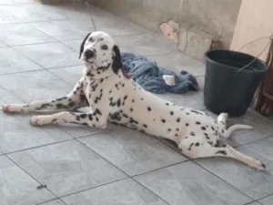 Cachorro raça Dalmata idade 7 a 11 meses nome Shaw