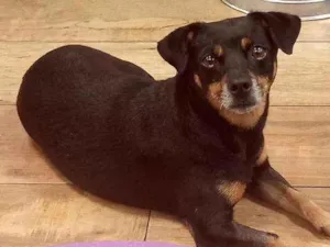 Cachorro raça SRD idade 2 anos nome NINA