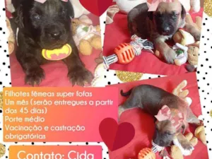 Cachorro raça Srd idade Abaixo de 2 meses nome Filhotinhas